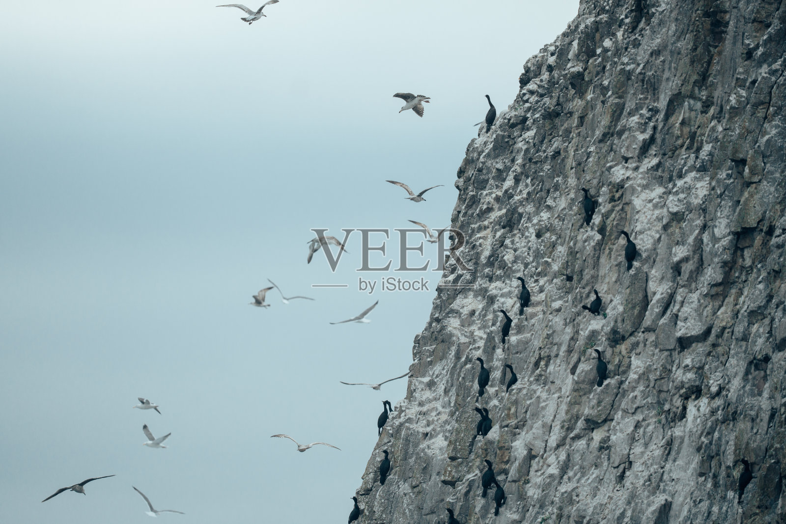 鸟群聚集在海豹岩照片摄影图片