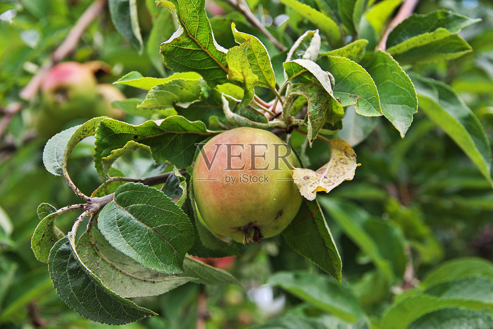 阿塞拜疆谢基市的花园照片摄影图片