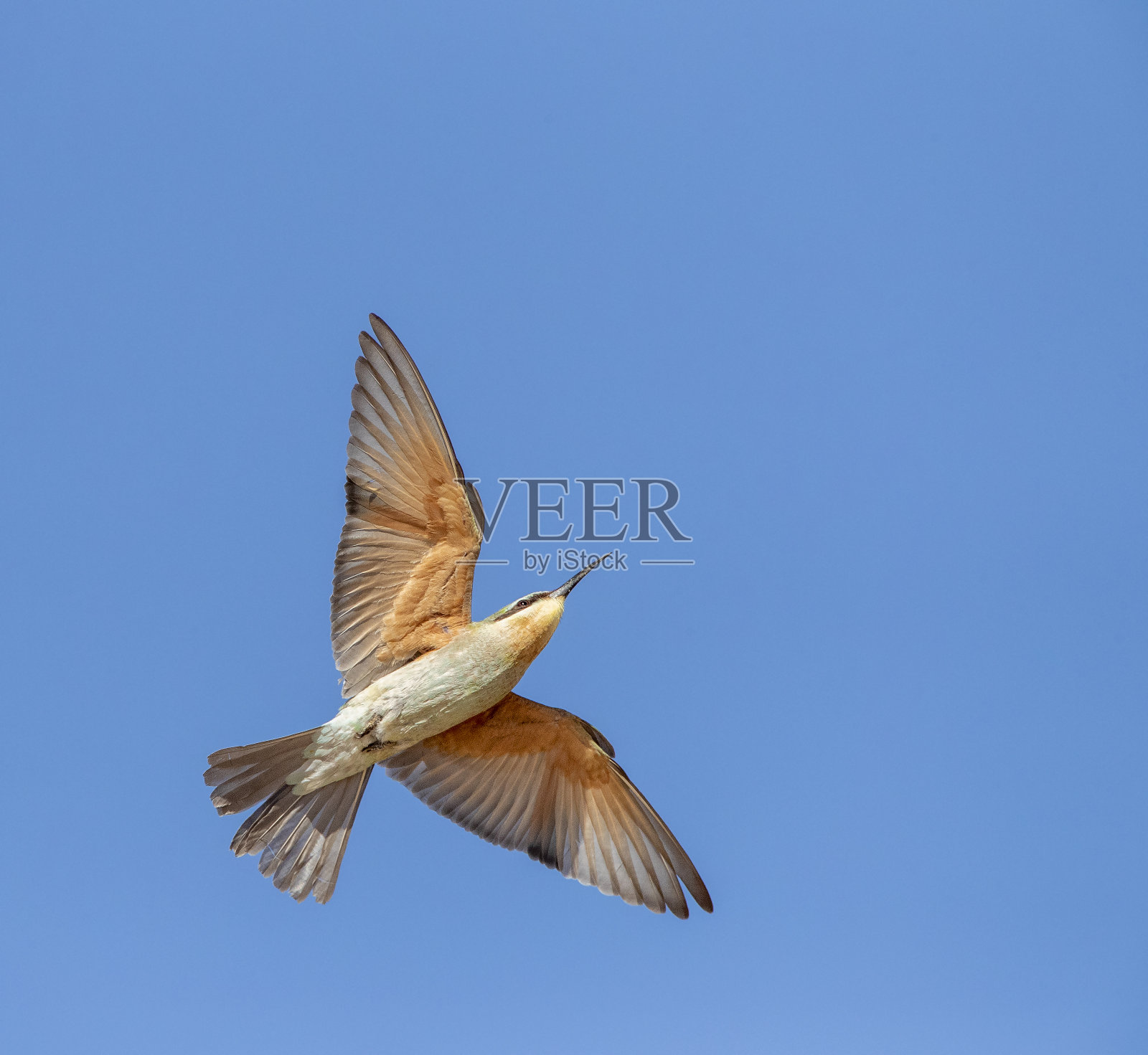 非洲蓝颊食蜂鸟，非洲蓝颊食蜂鸟照片摄影图片