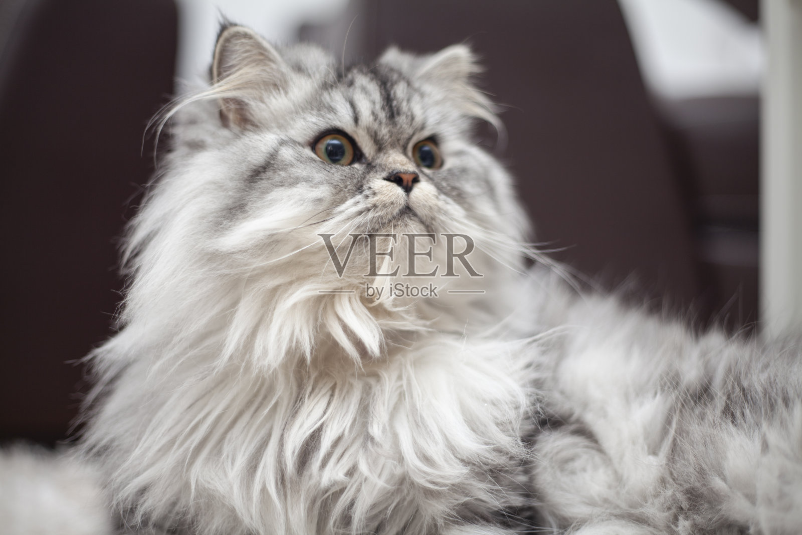 一只可爱的小猫躺在地板上照片摄影图片