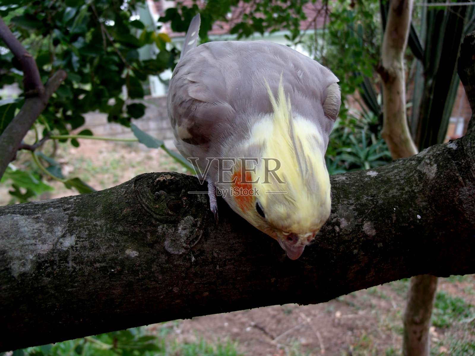 一只鹦鹉坐在树枝上照片摄影图片