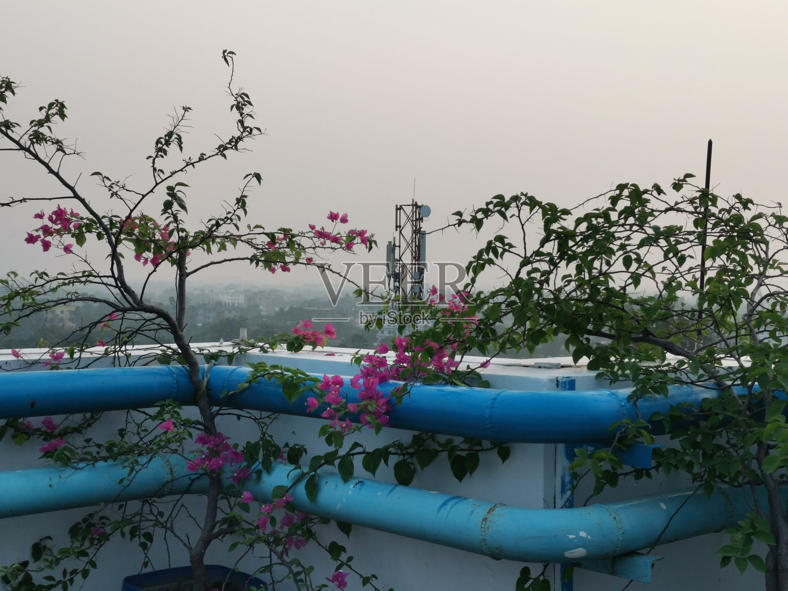 屋顶园艺九重葛照片摄影图片