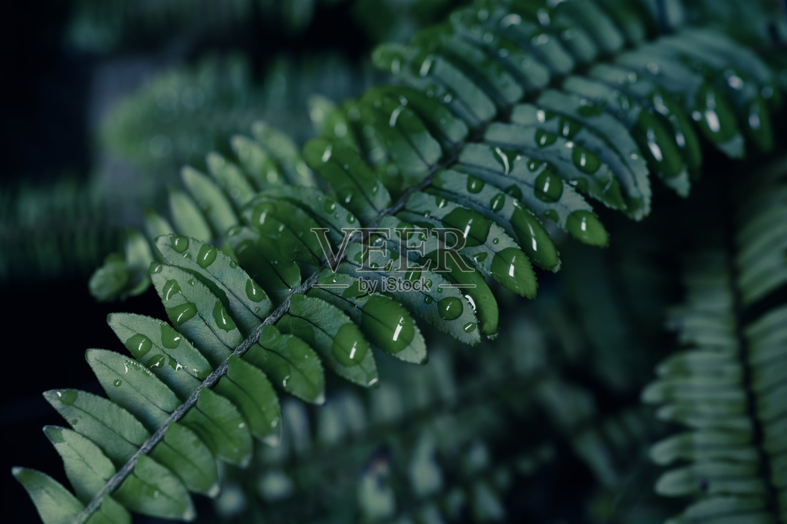 水滴落在热带蕨类植物的叶子上照片摄影图片