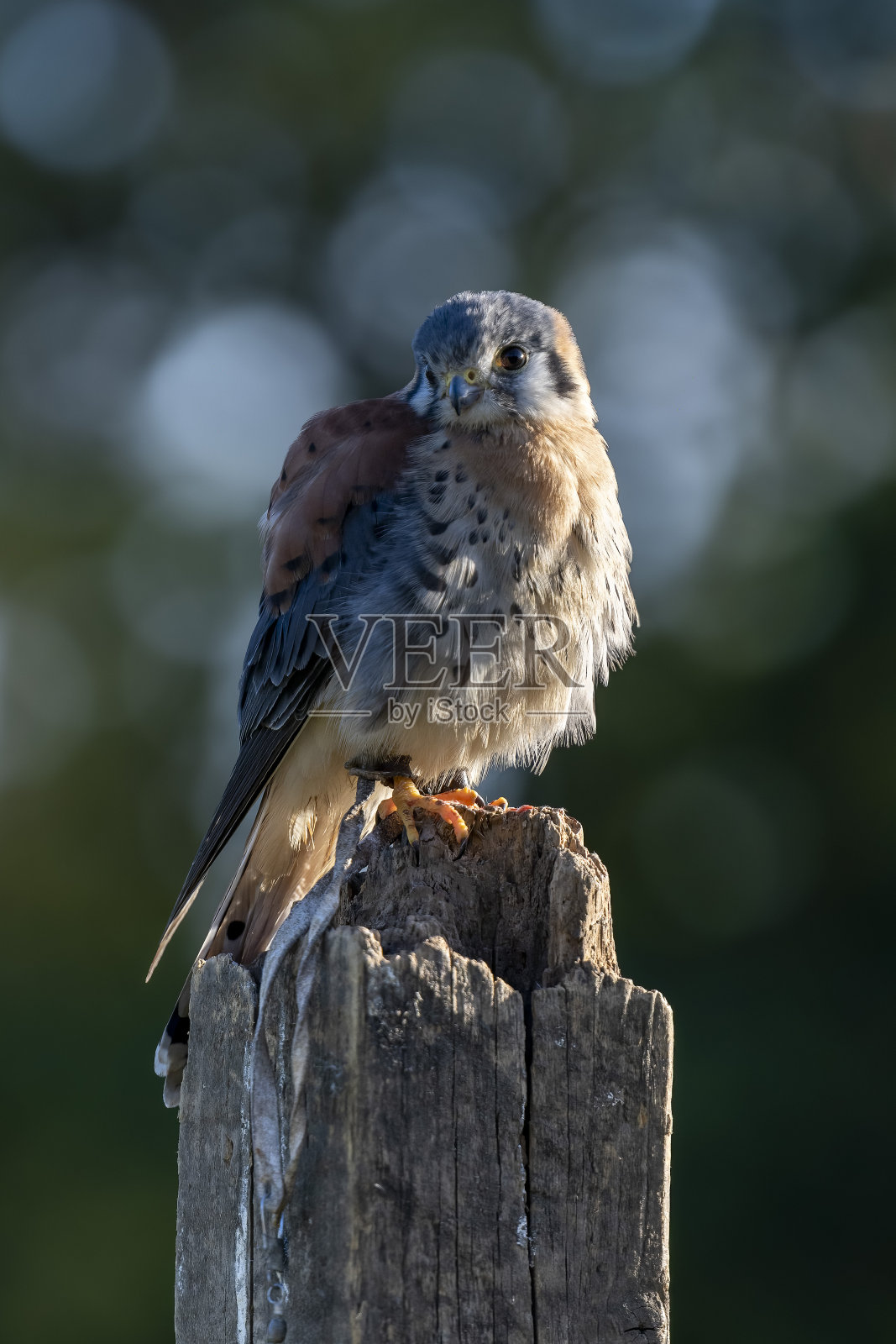 栖息在柱子上的美洲红隼猛禽照片摄影图片