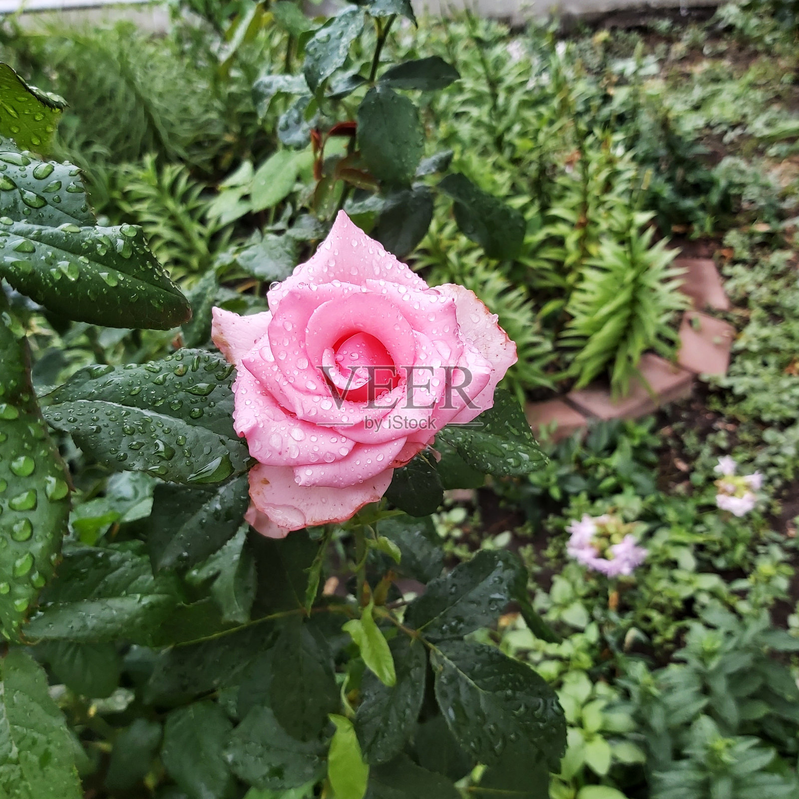 玫瑰丛与粉红色的玫瑰与雨滴照片摄影图片