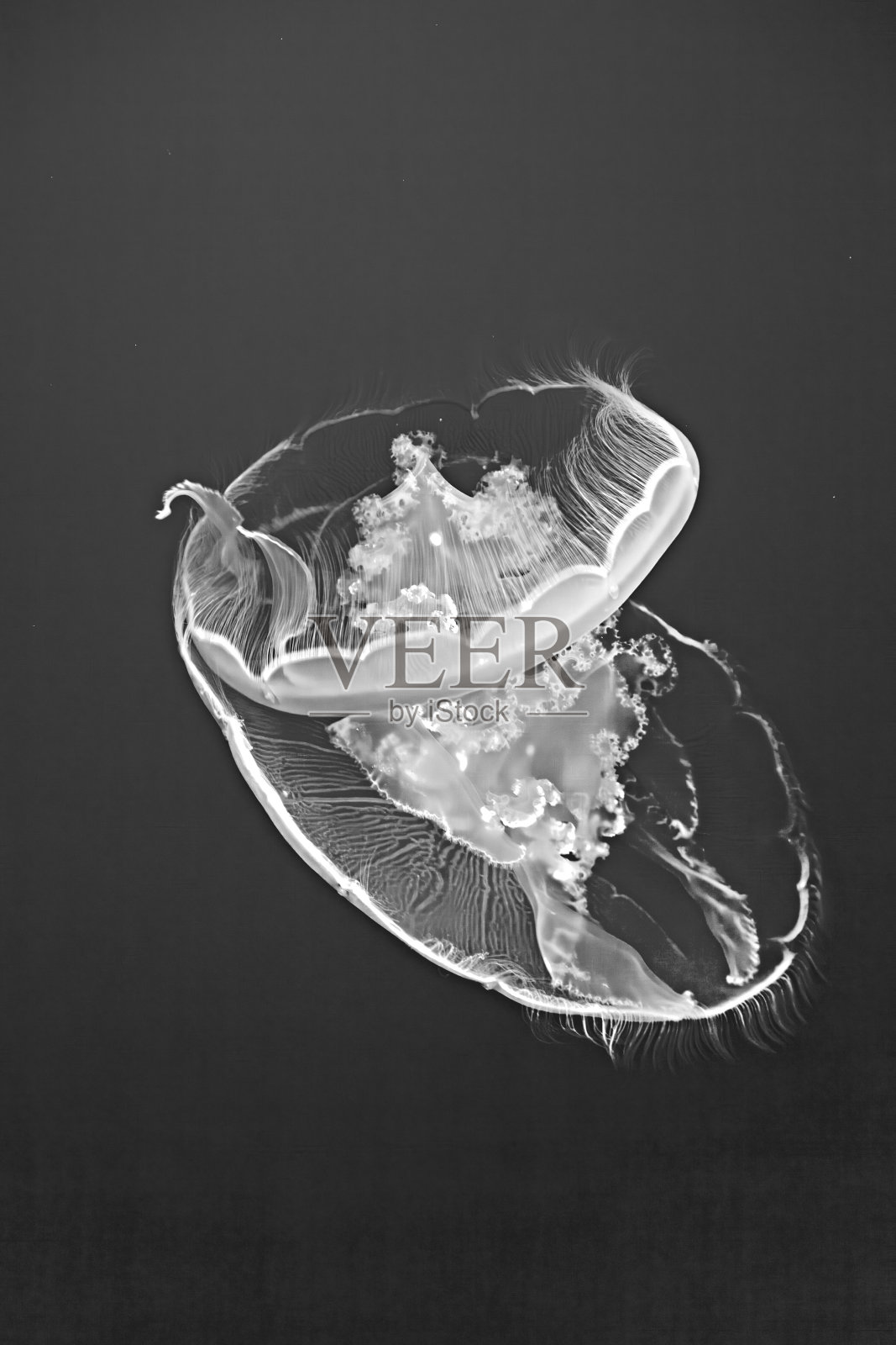 蓝色大海里透明的水母照片摄影图片