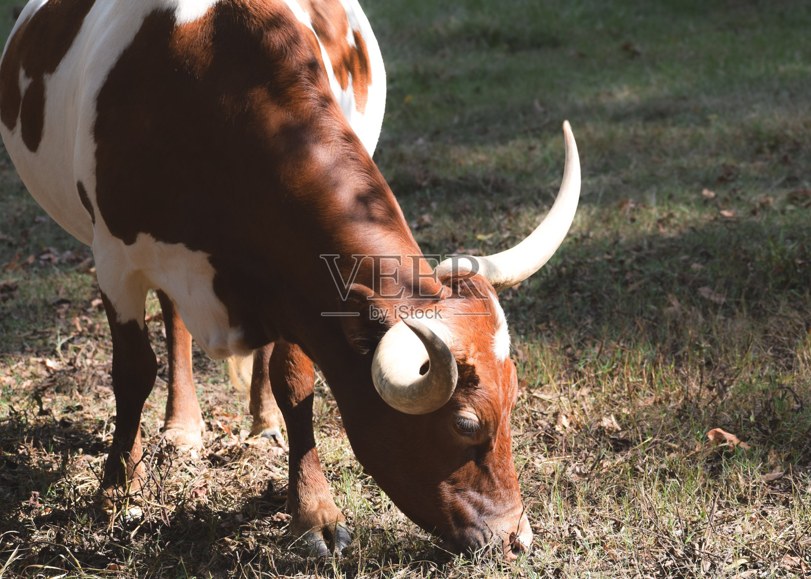 阴凉处的长角牛照片摄影图片