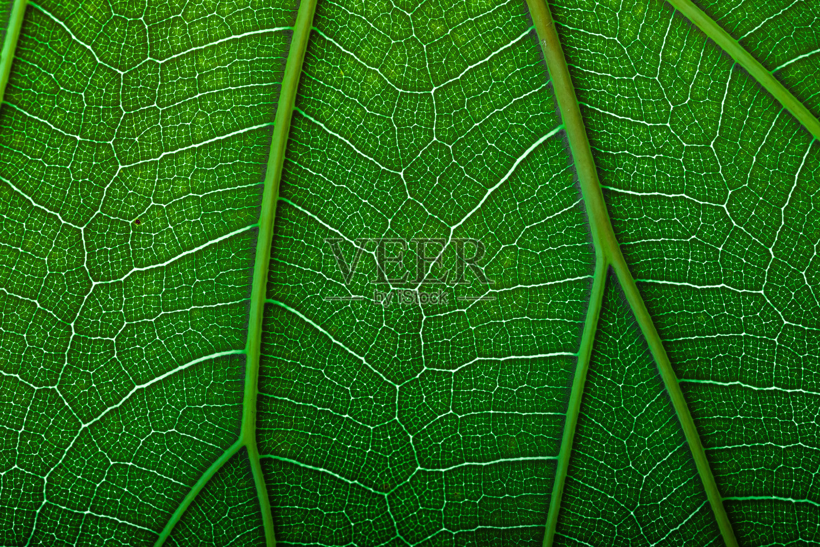 绿色无花果树，植物微距拍摄为生态产品背景照片摄影图片