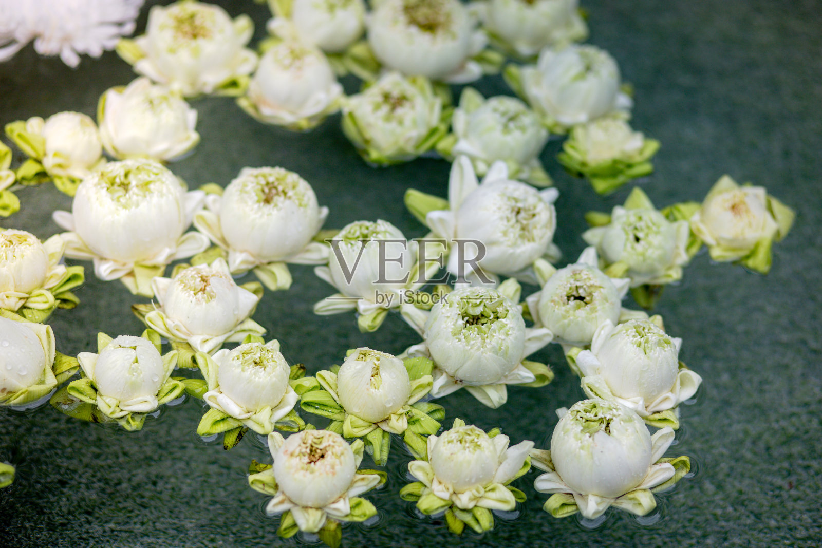 莲花照片摄影图片