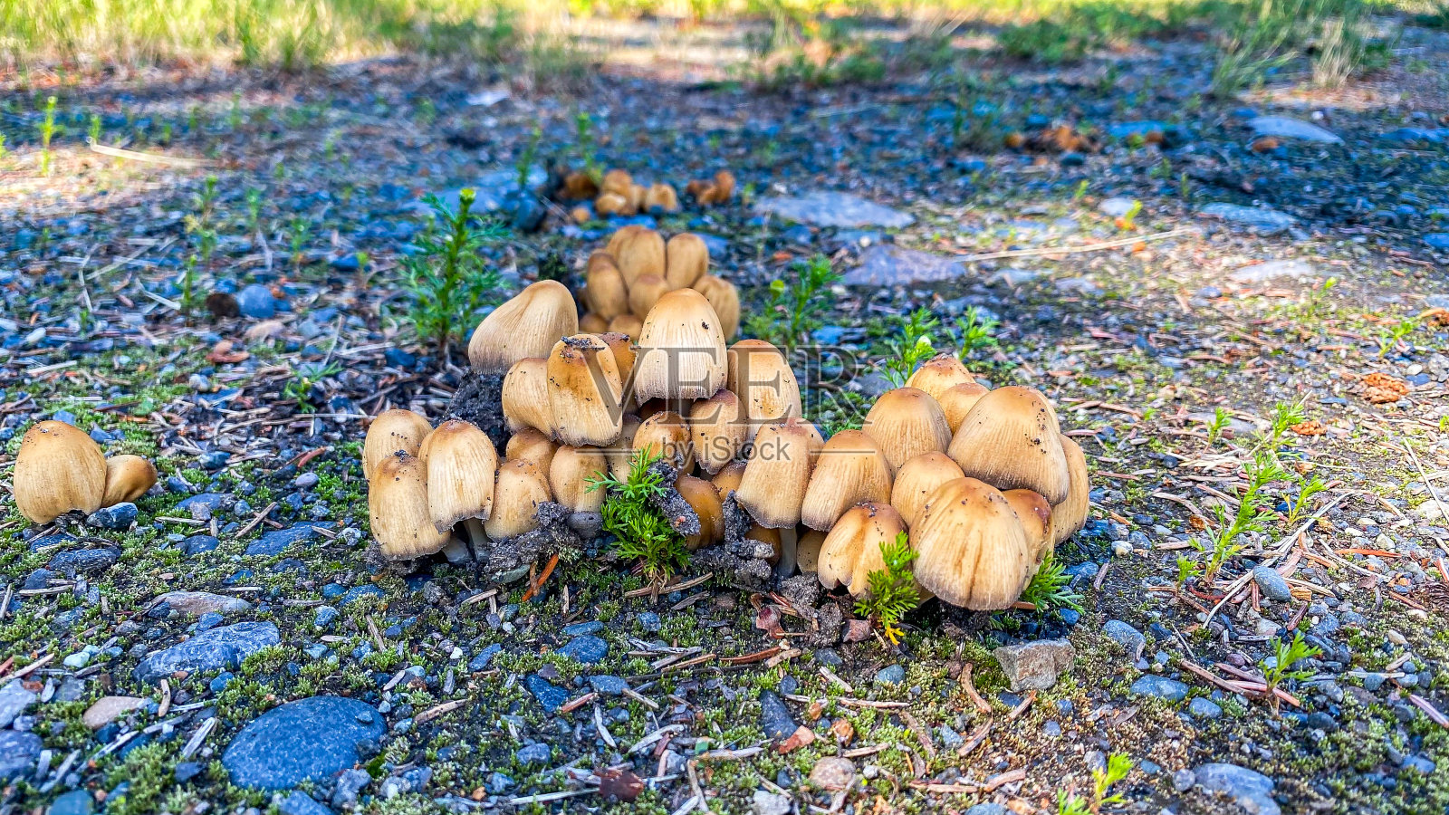 野生蘑菇生长在阿拉斯加照片摄影图片