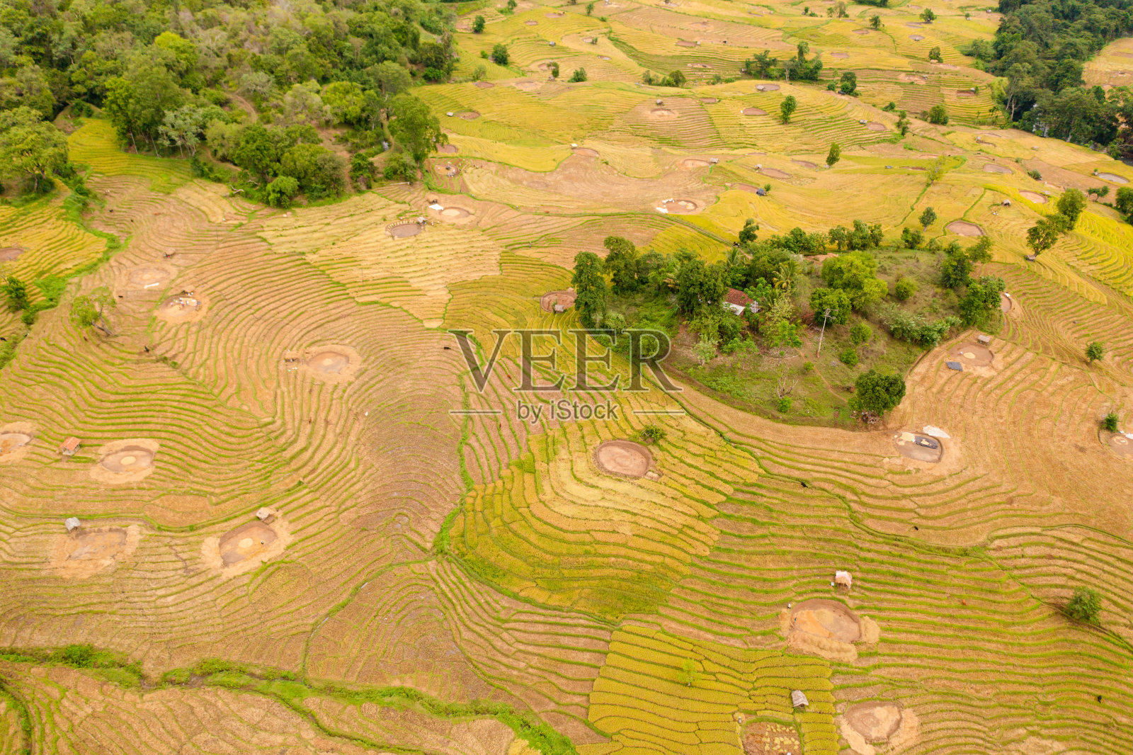 斯里兰卡稻田的俯视图。照片摄影图片