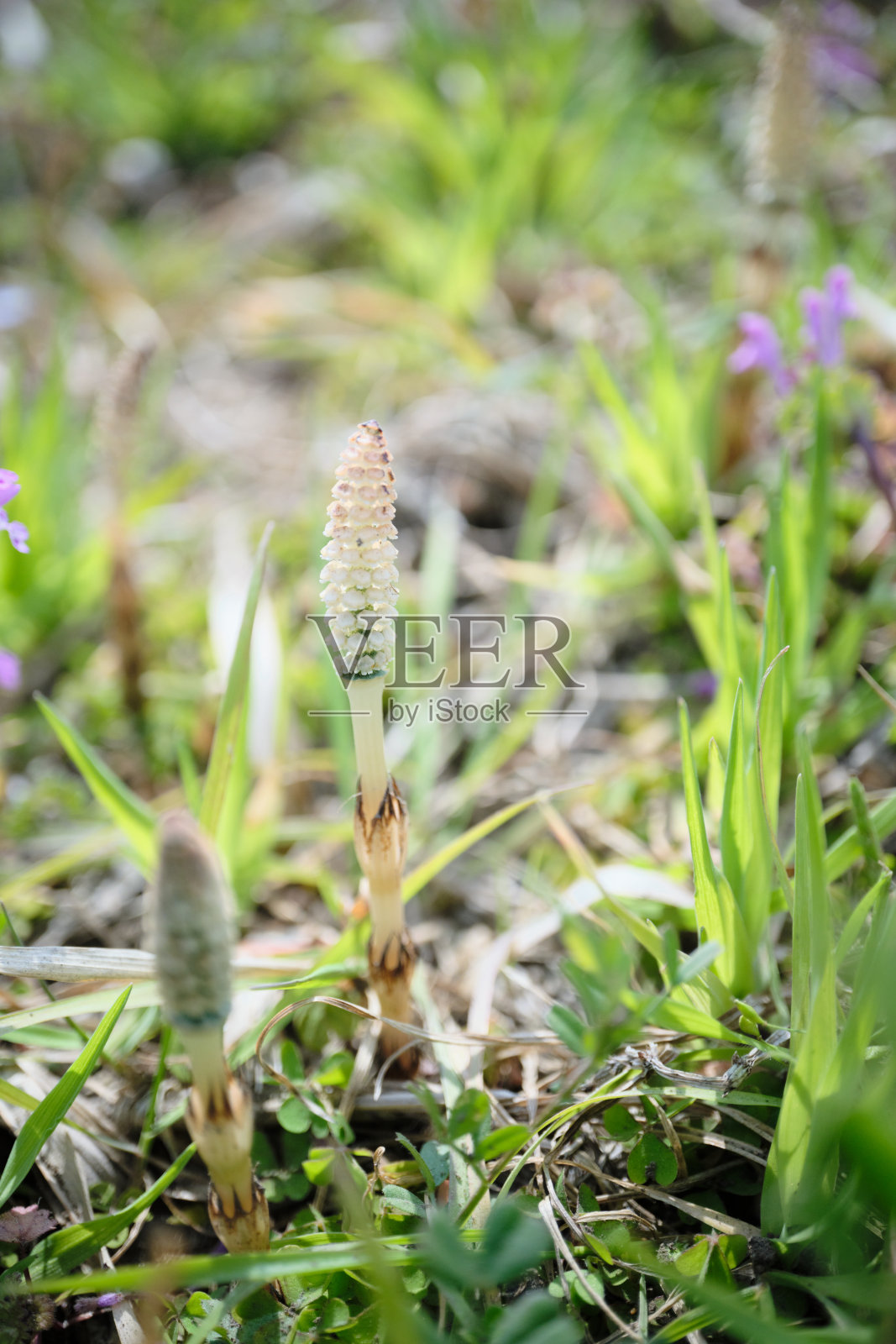 马尾从地上长出来照片摄影图片