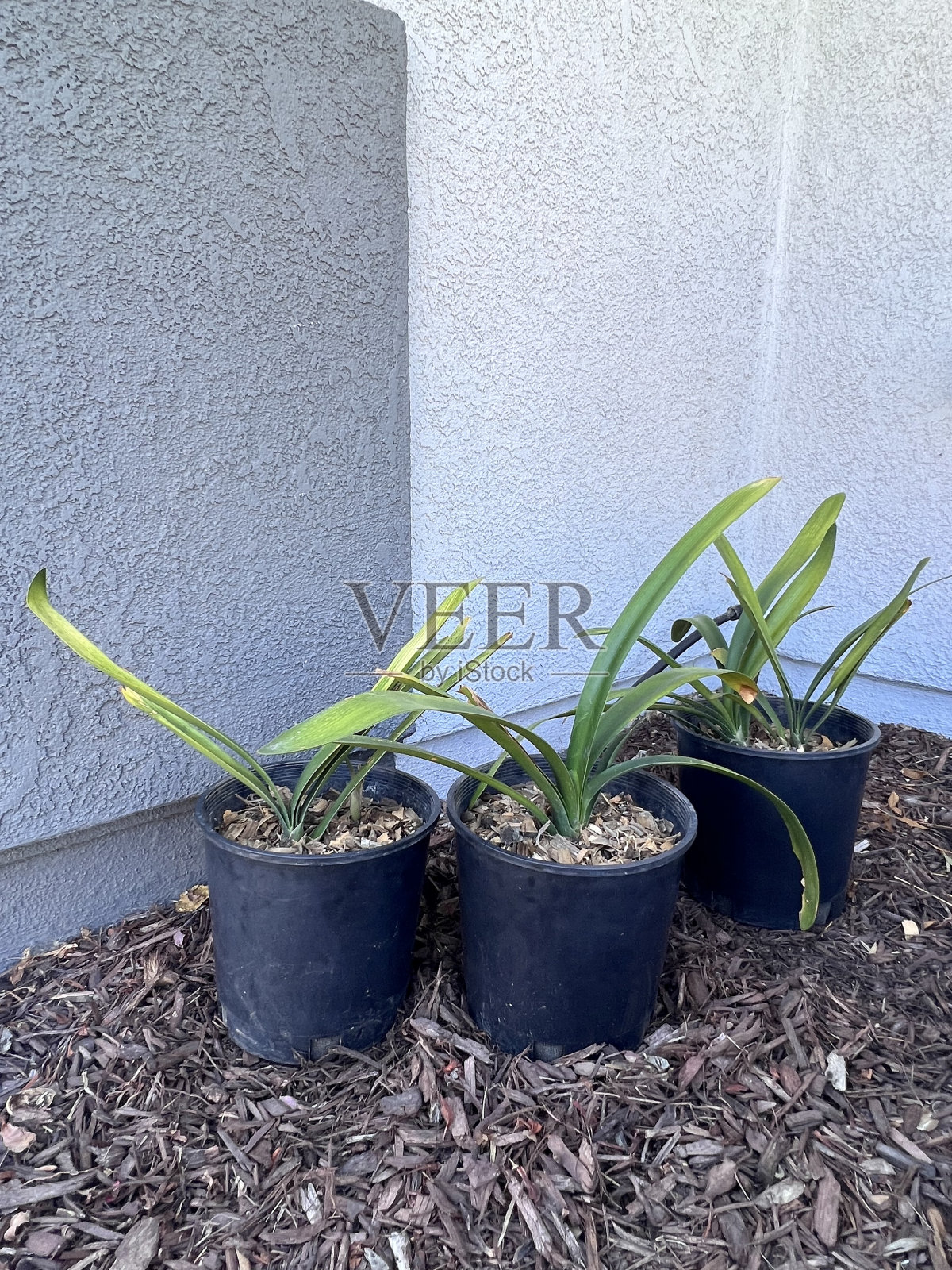 君子兰属植物移植到个人的锅照片摄影图片