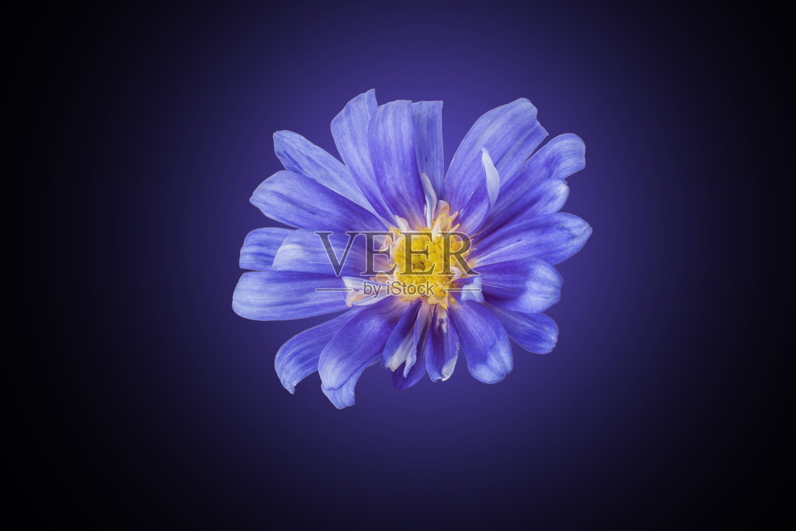 深蓝色背景上的蓝色花朵照片摄影图片