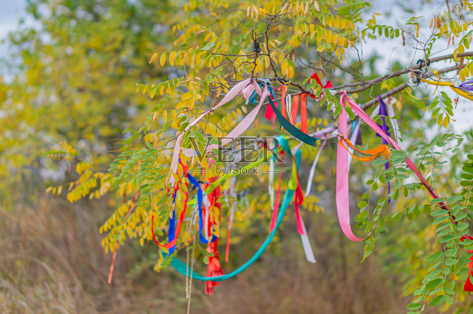 在阳光下，用彩色绳子和晒衣夹上的纸条装饰着的树照片摄影图片