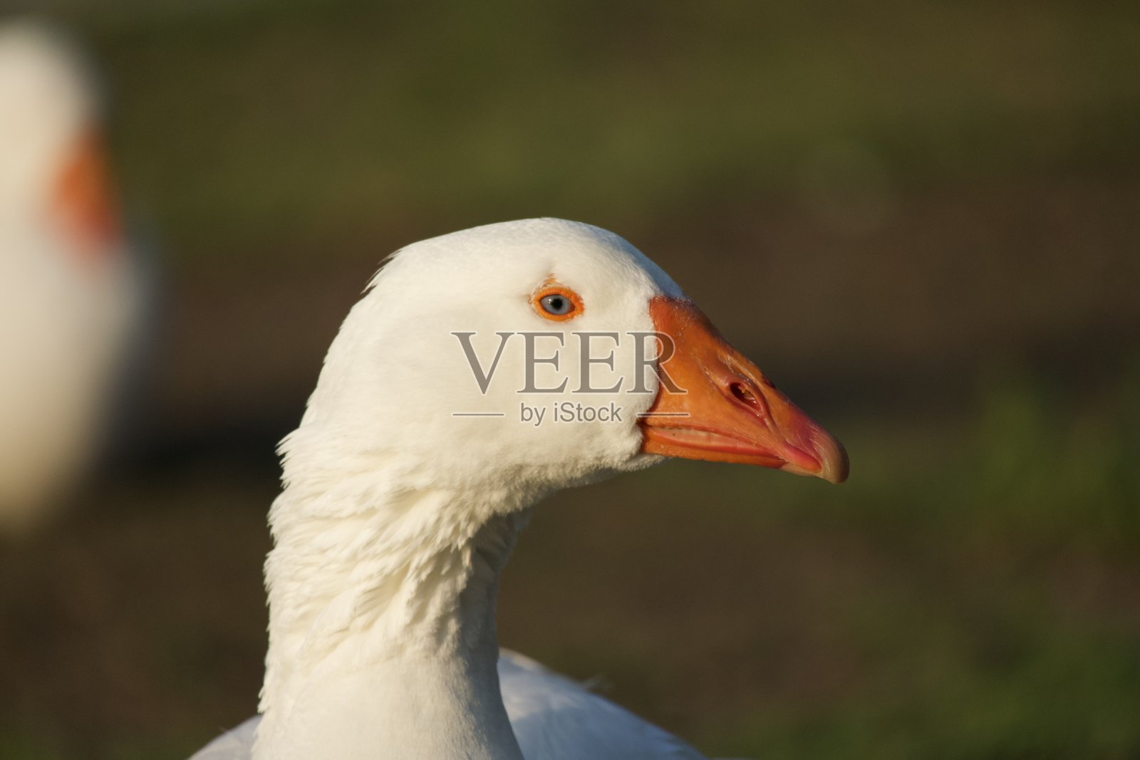 雪雁照片摄影图片
