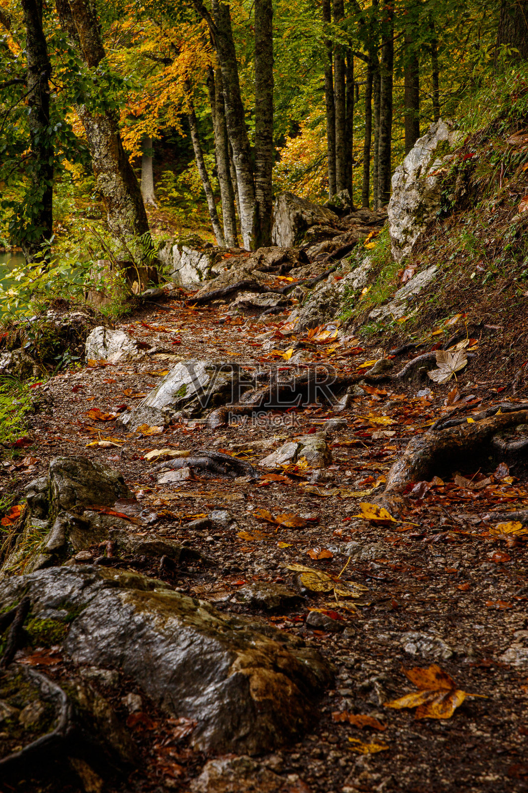 秋天的风景。黄色的叶子。路在落叶。森林的路。照片摄影图片