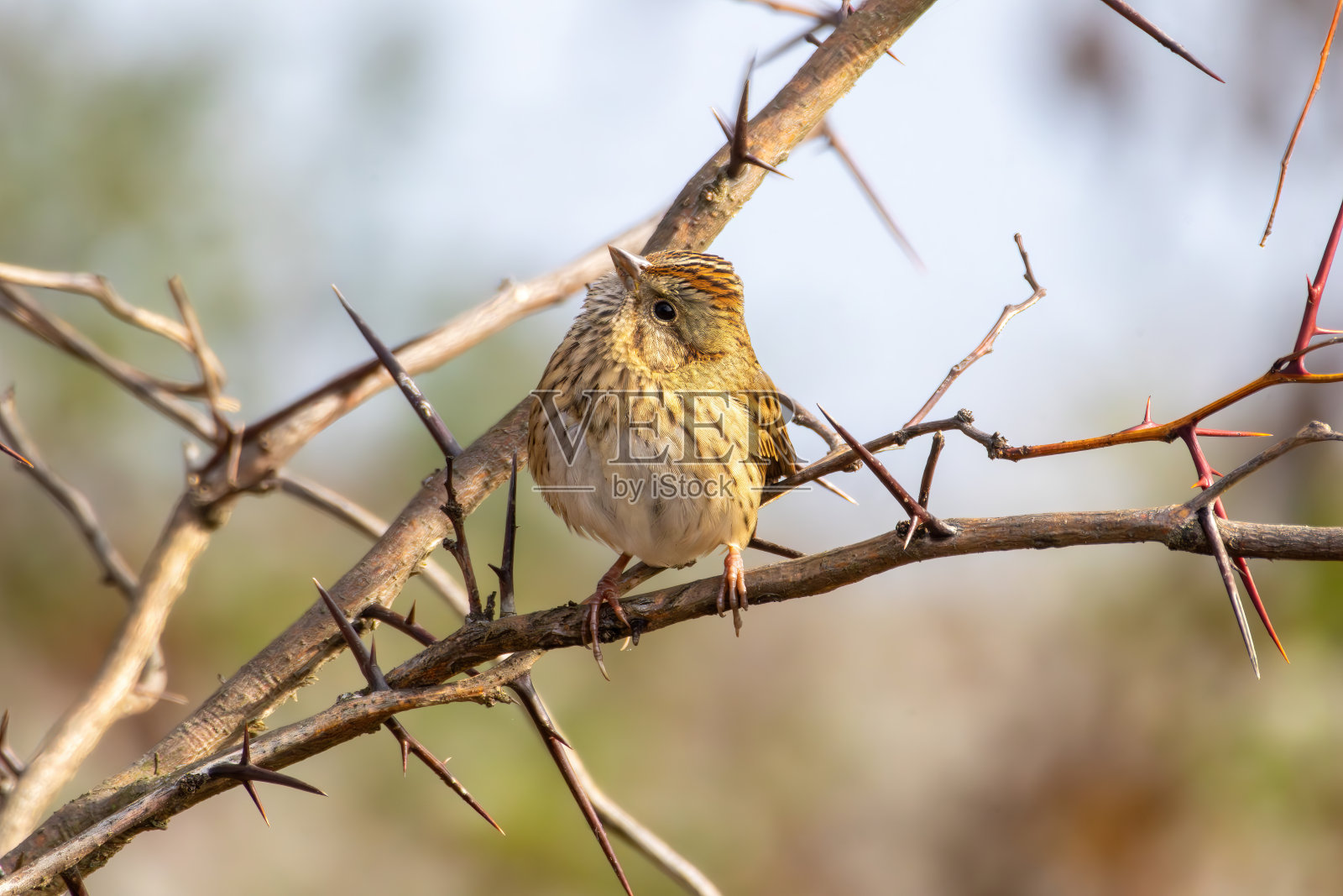 观鸟远足照片摄影图片