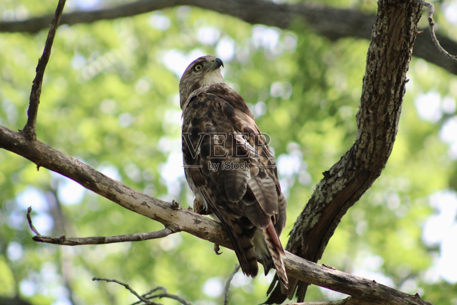 红尾鹰照片摄影图片
