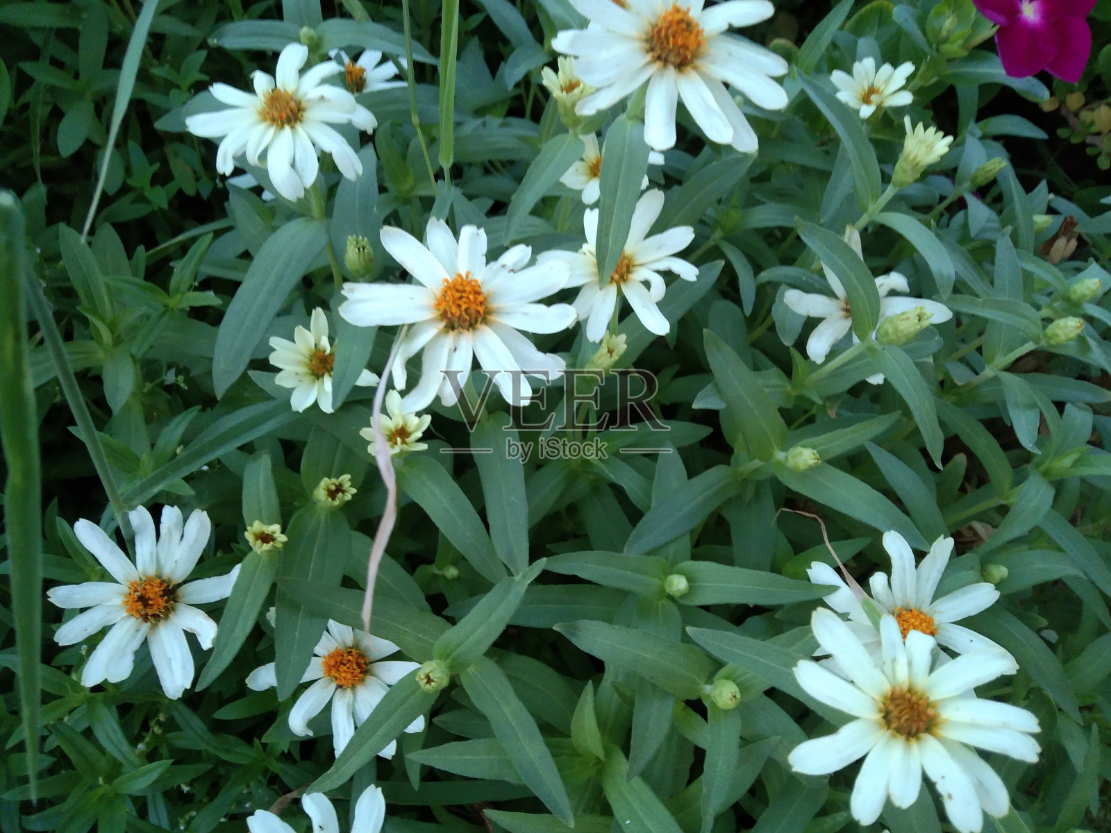 绿叶衬托下的白色花朵照片摄影图片