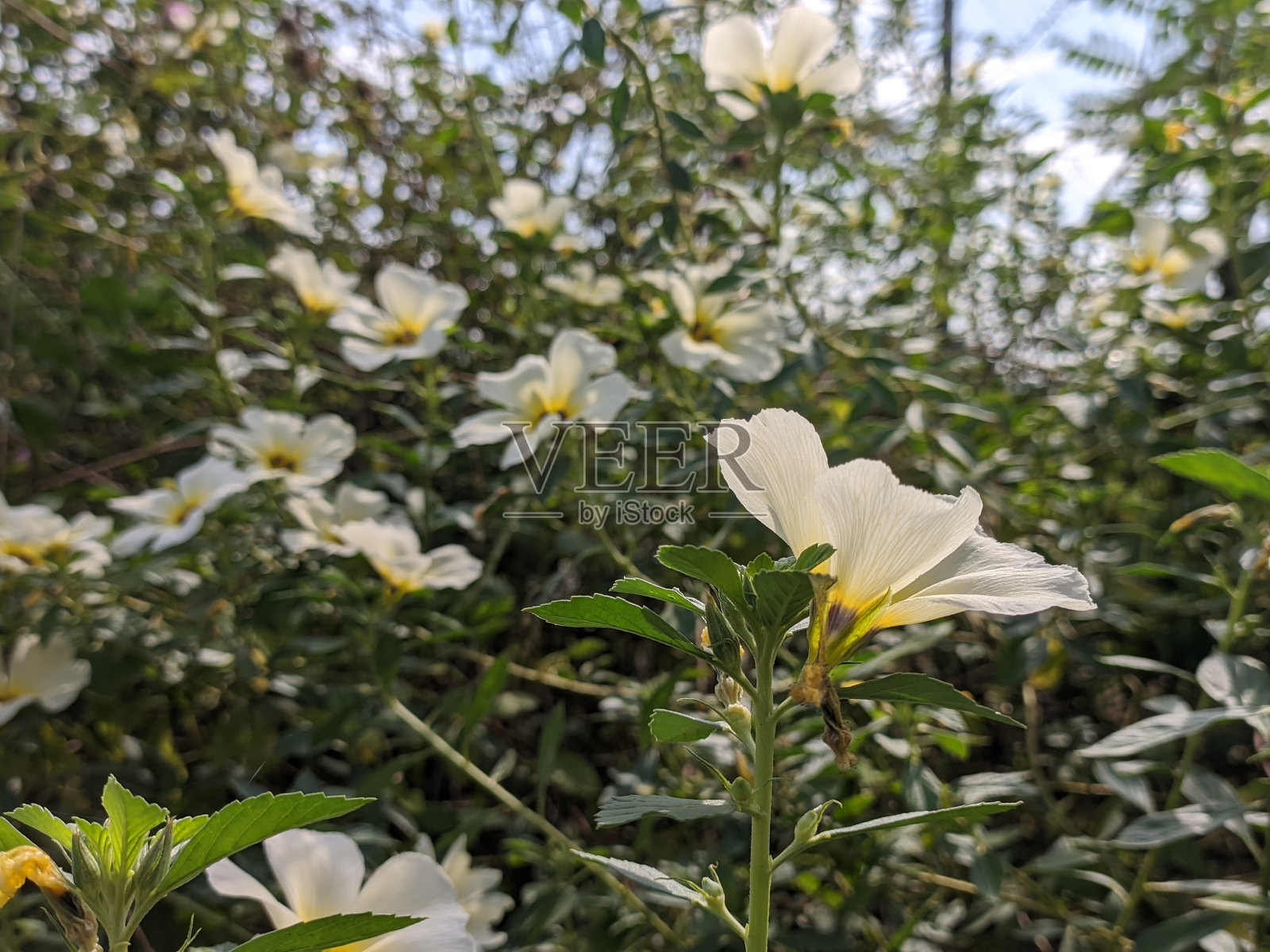 夜莺花照片摄影图片