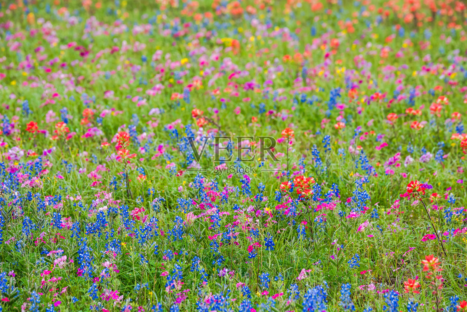 春天的野花在布伦汉姆，德克萨斯地区照片摄影图片