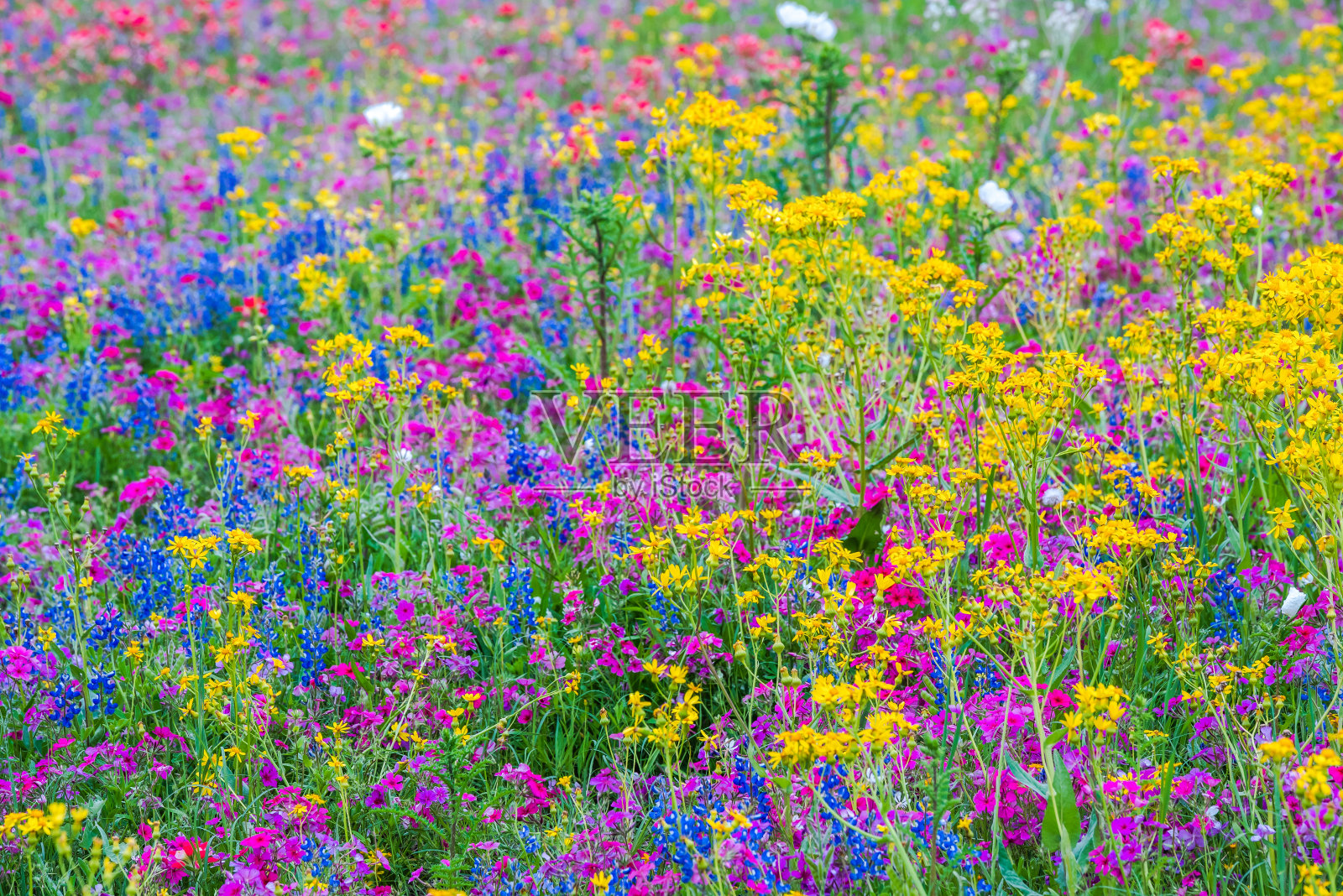 春天的野花在布伦汉姆，德克萨斯地区照片摄影图片