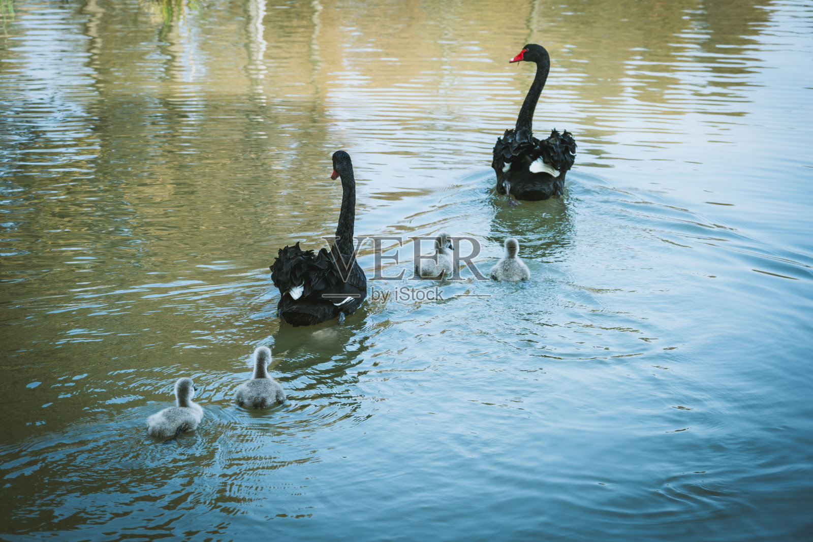 湖上的黑天鹅和小天鹅照片摄影图片