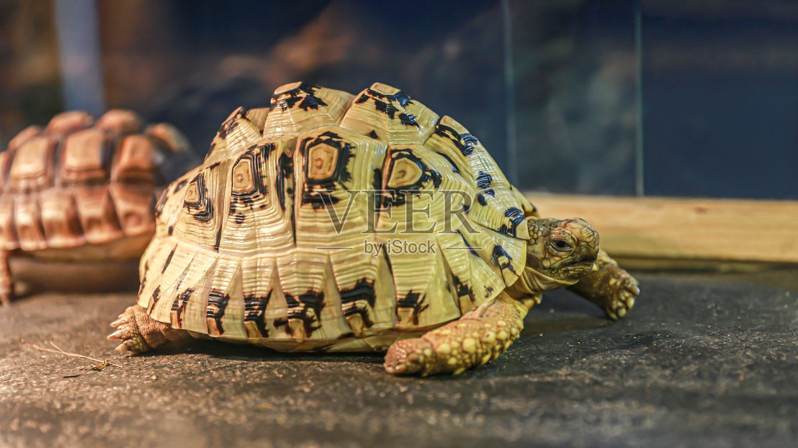 漂亮的乌龟，有着非常漂亮的外壳照片摄影图片