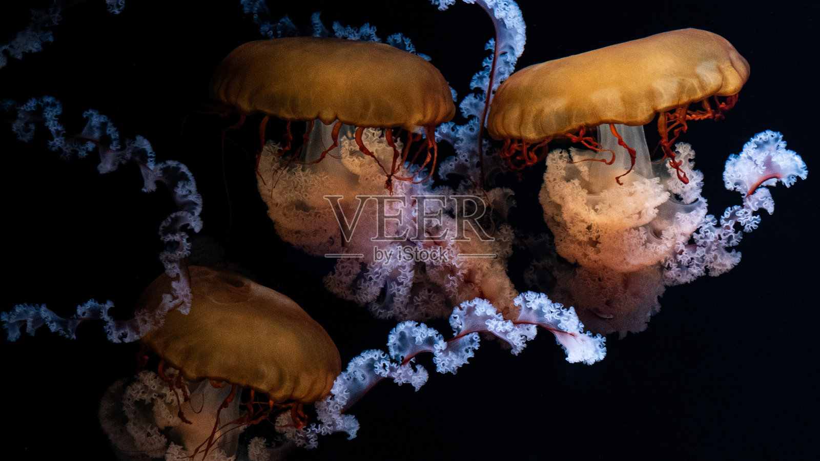 水母:chrysaora fisescens照片摄影图片