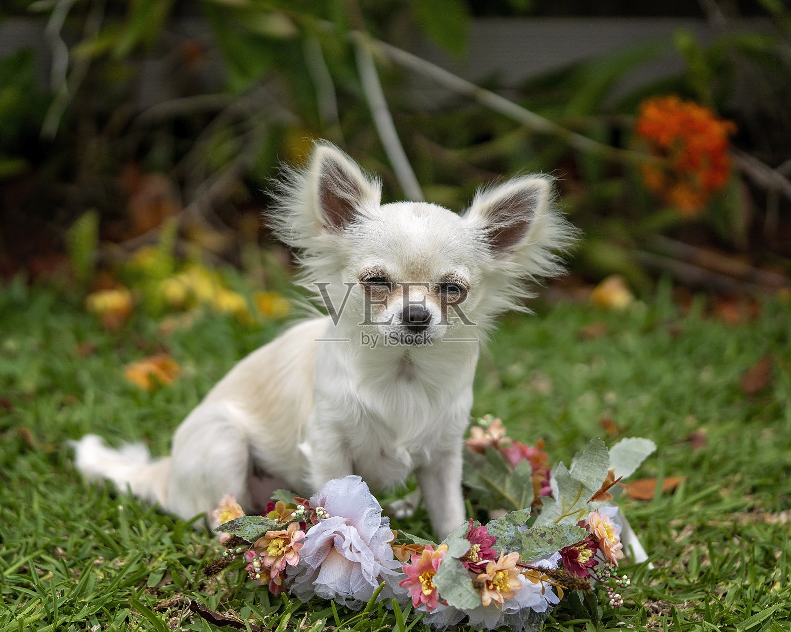 雌性白色吉娃娃在花圈中摆姿势照片摄影图片