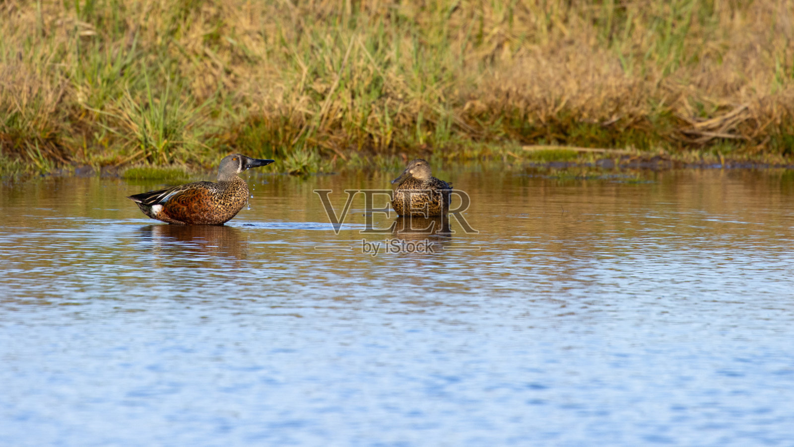 在新西兰克赖斯特彻奇的阿什利河河口发现的一对美丽的澳大拉西亚铲照片摄影图片