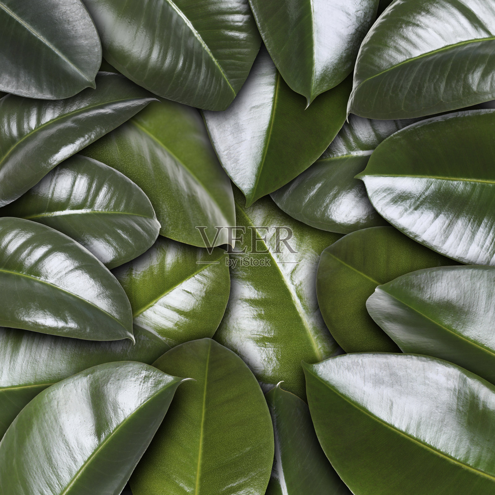 许多新鲜的绿叶作为纹理背景照片摄影图片