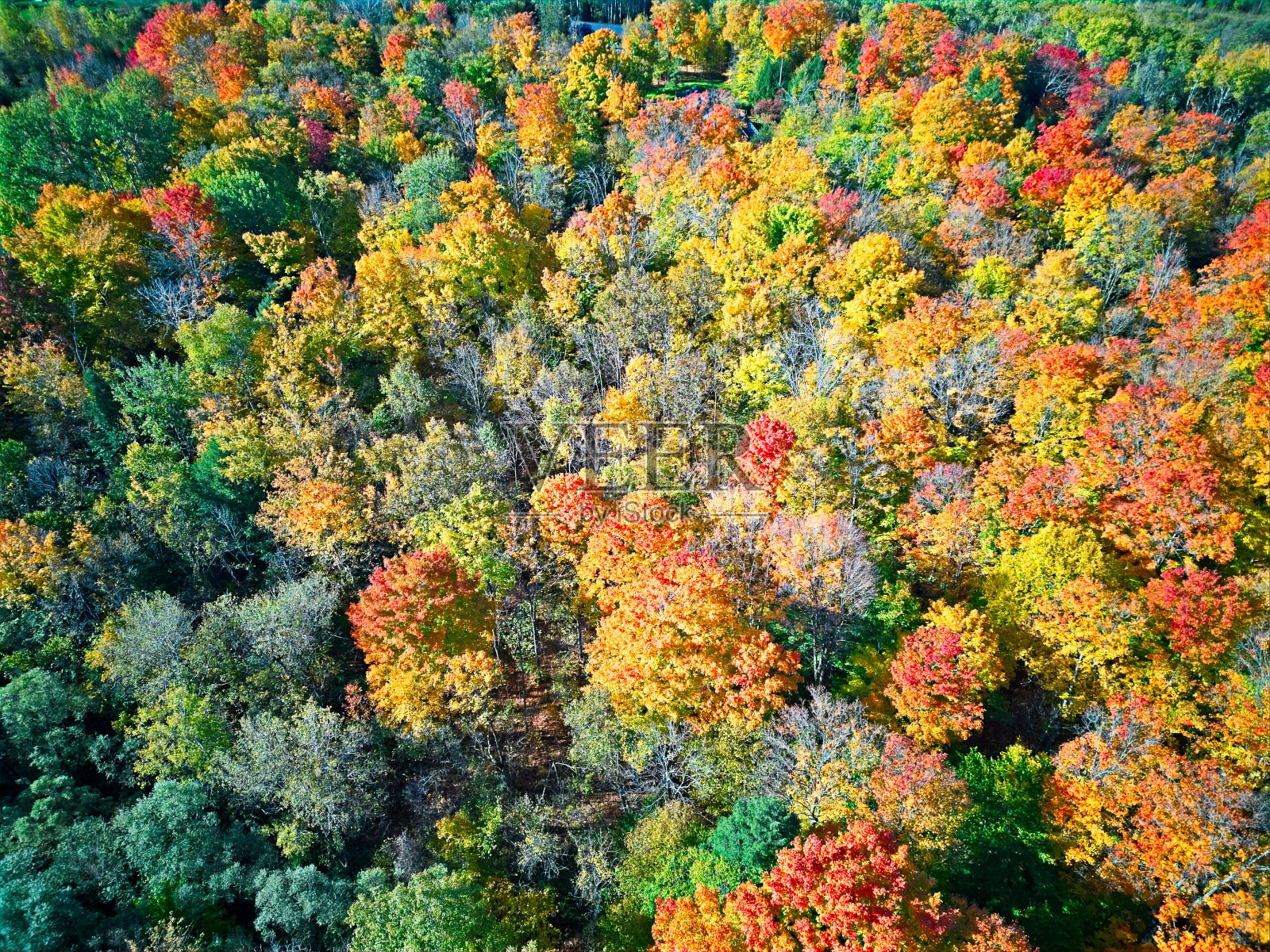 秋日下树叶变色鸟瞰图照片摄影图片