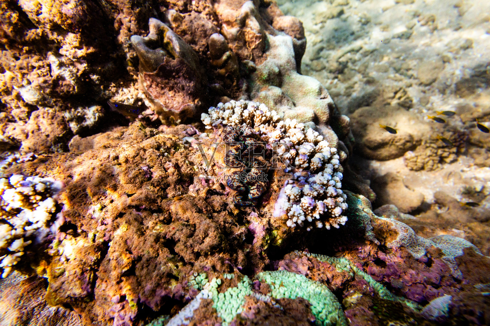 珊瑚礁与棕色，绿色和紫色的珊瑚。拍摄于Hikkaduwa。照片摄影图片