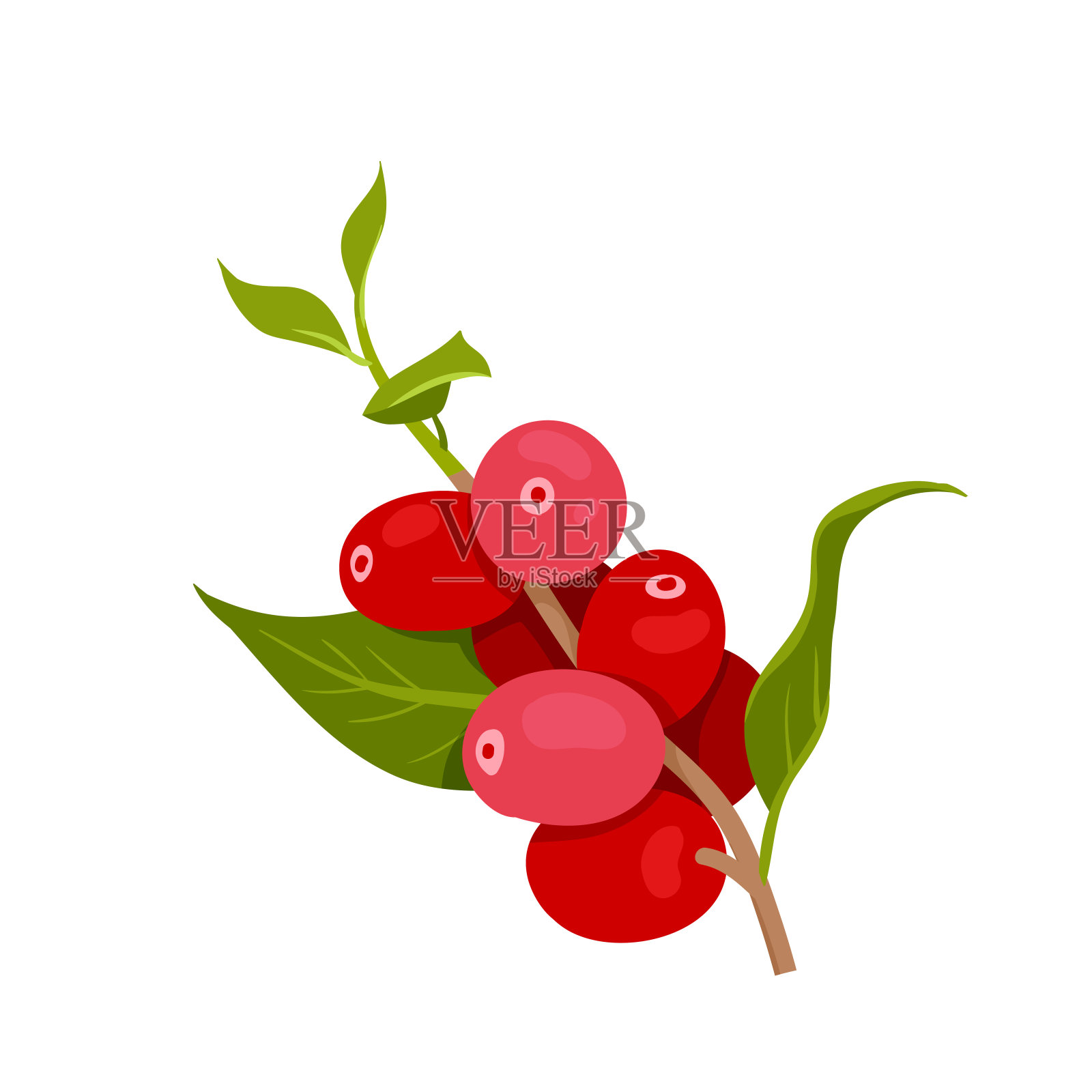 咖啡树产自种植园，枝叶生长成熟，果实天然红熟插画图片素材