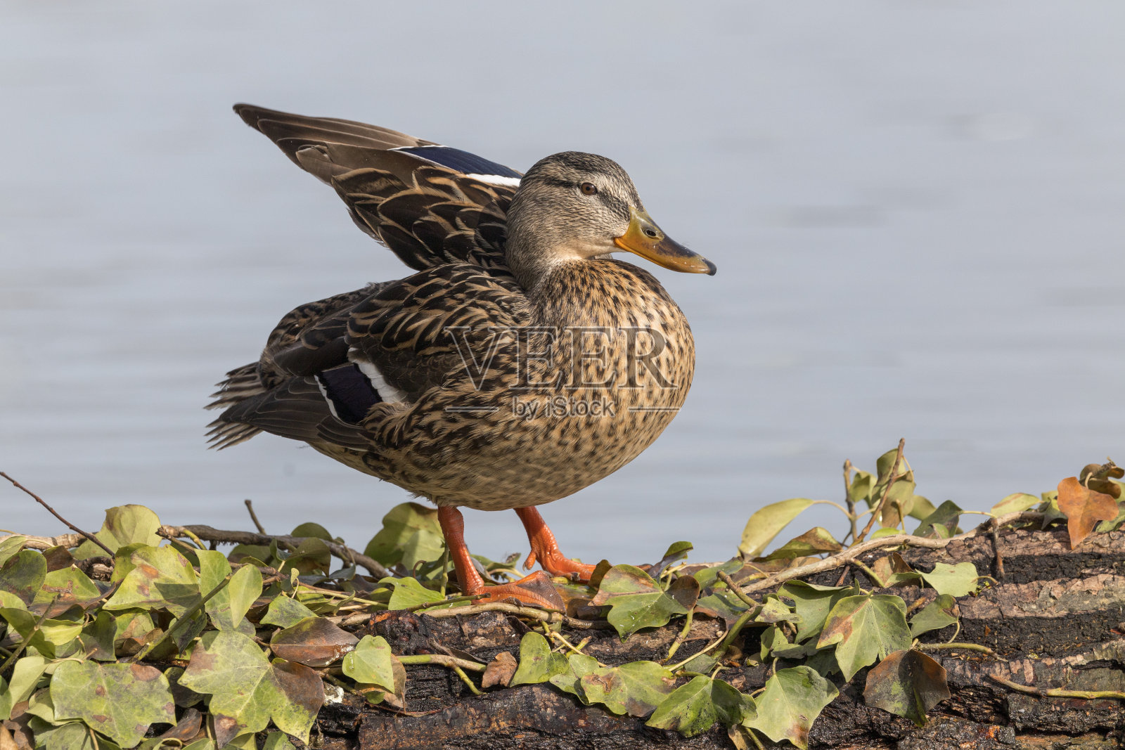 野鸭照片摄影图片