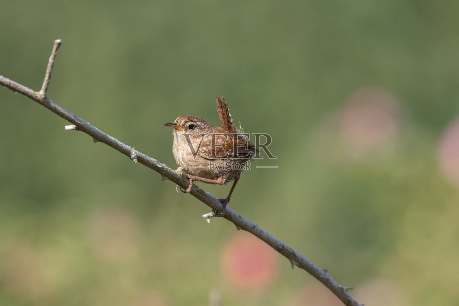 一只鹪鹩栖息在树枝上唱歌照片摄影图片