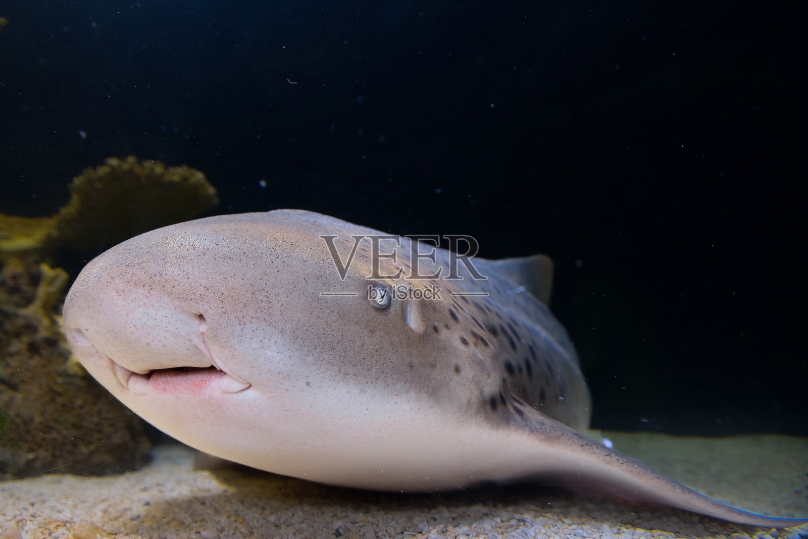 鲨鱼的动物照片摄影图片