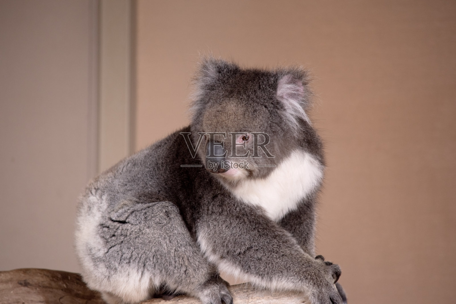 考拉在树枝上行走照片摄影图片