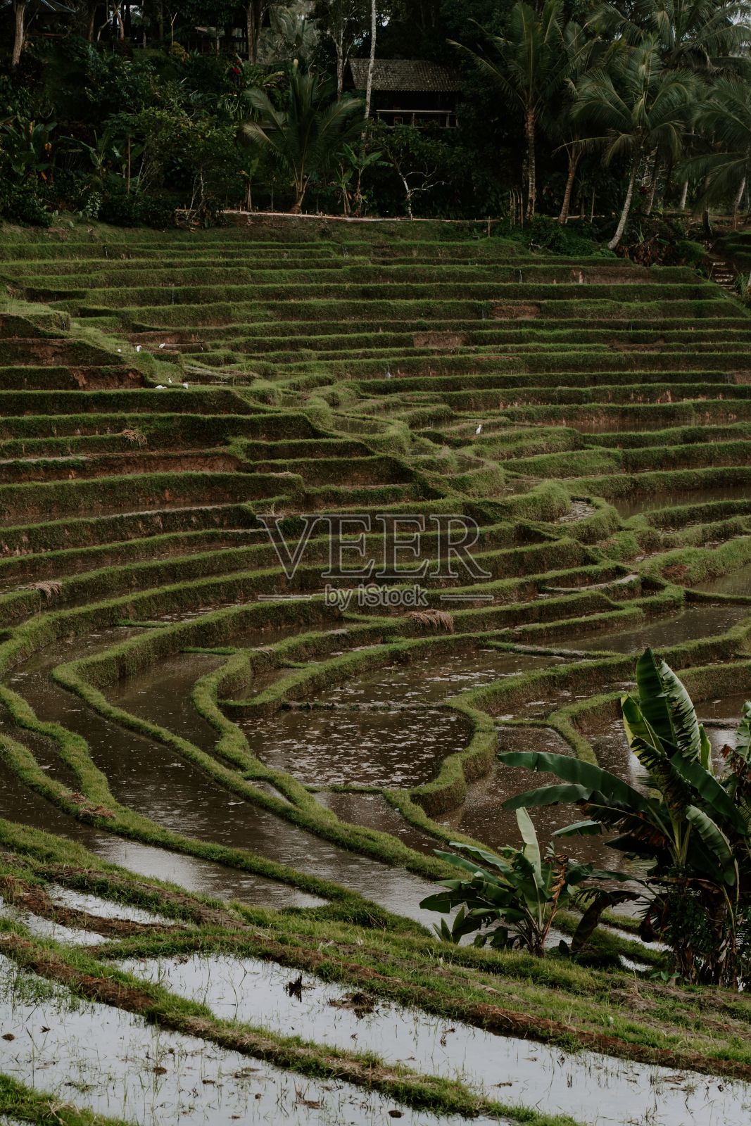 绿色的稻田，亚洲，印度尼西亚的农业照片摄影图片