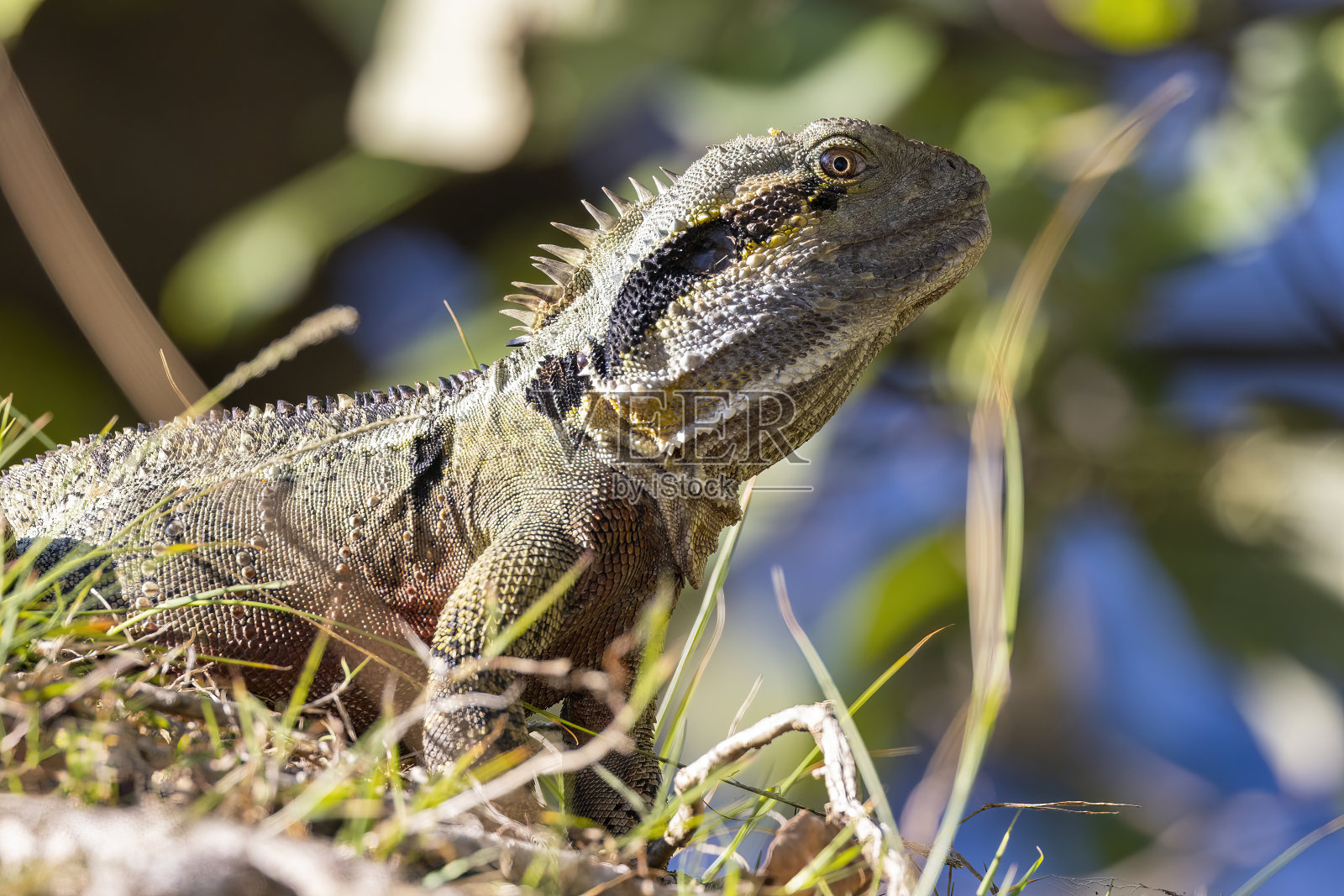 东部水龙在澳大利亚昆士兰州的原生栖息地照片摄影图片