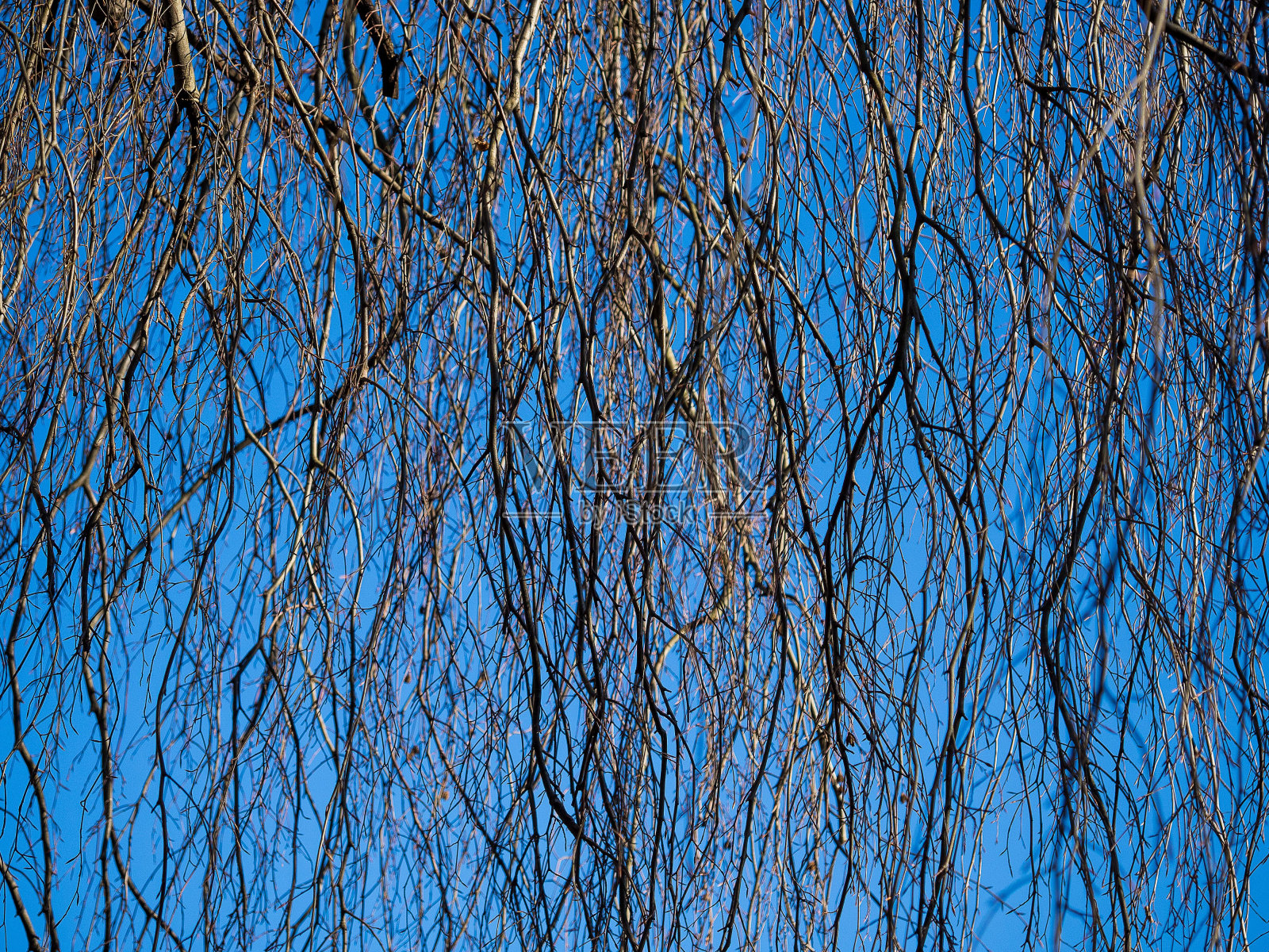 一棵柳树的特写，它的枝叶向外伸展，映衬着蓝天照片摄影图片