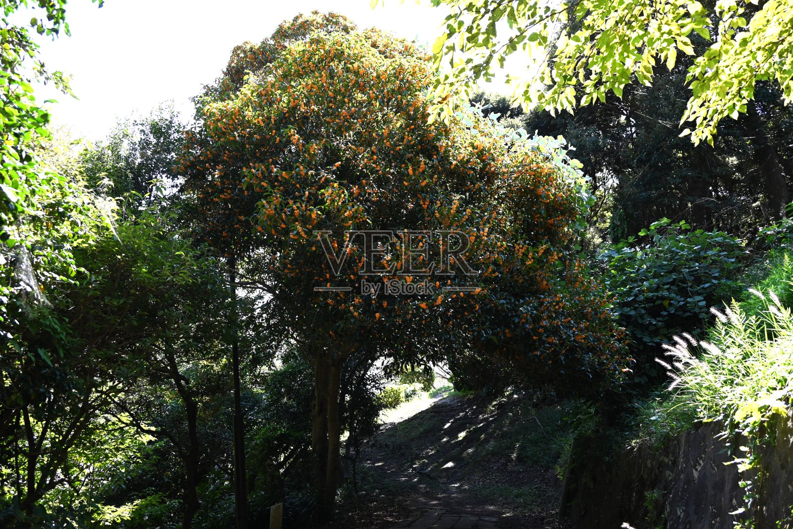 芬芳的桔黄色橄榄花。油棕科雌雄异株常绿乔木。照片摄影图片