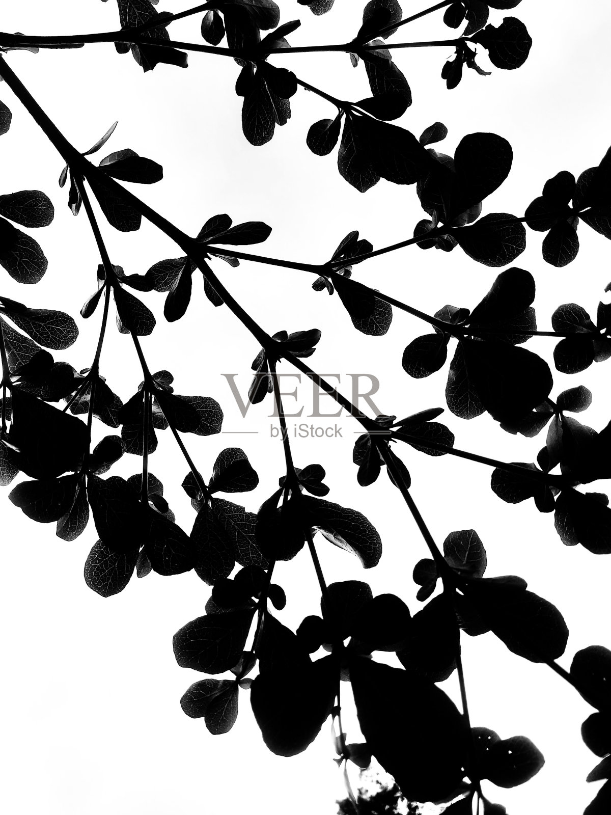 黑白叶纹照片摄影图片