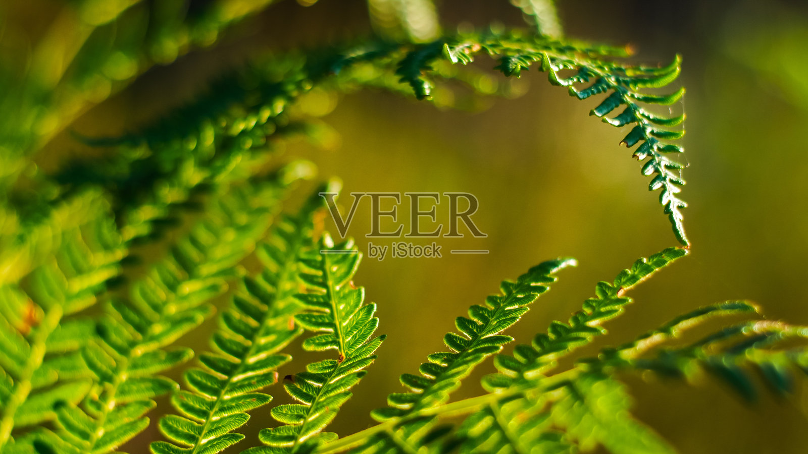 福伊尔·德·富格尔·野蛮人照片摄影图片