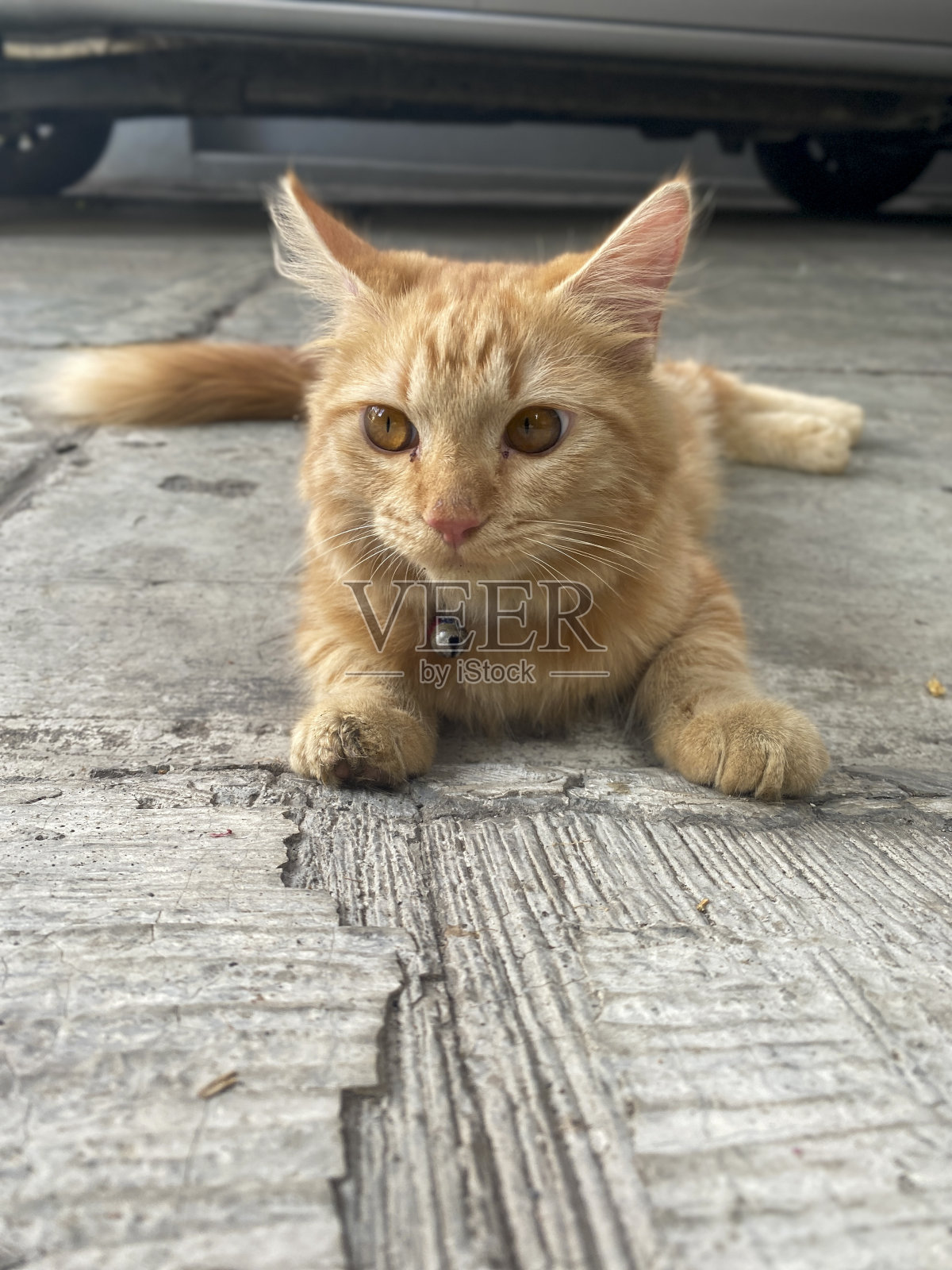 红猫坐在地板上照片摄影图片