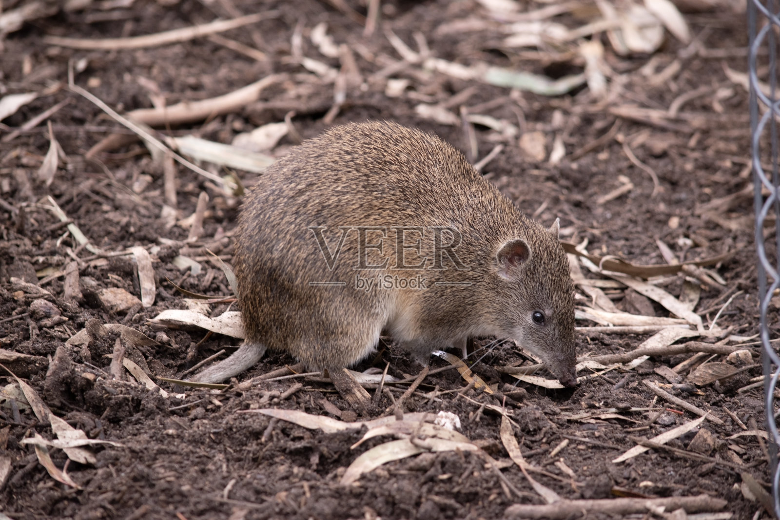 这只南方褐土鼬正在寻找食物照片摄影图片