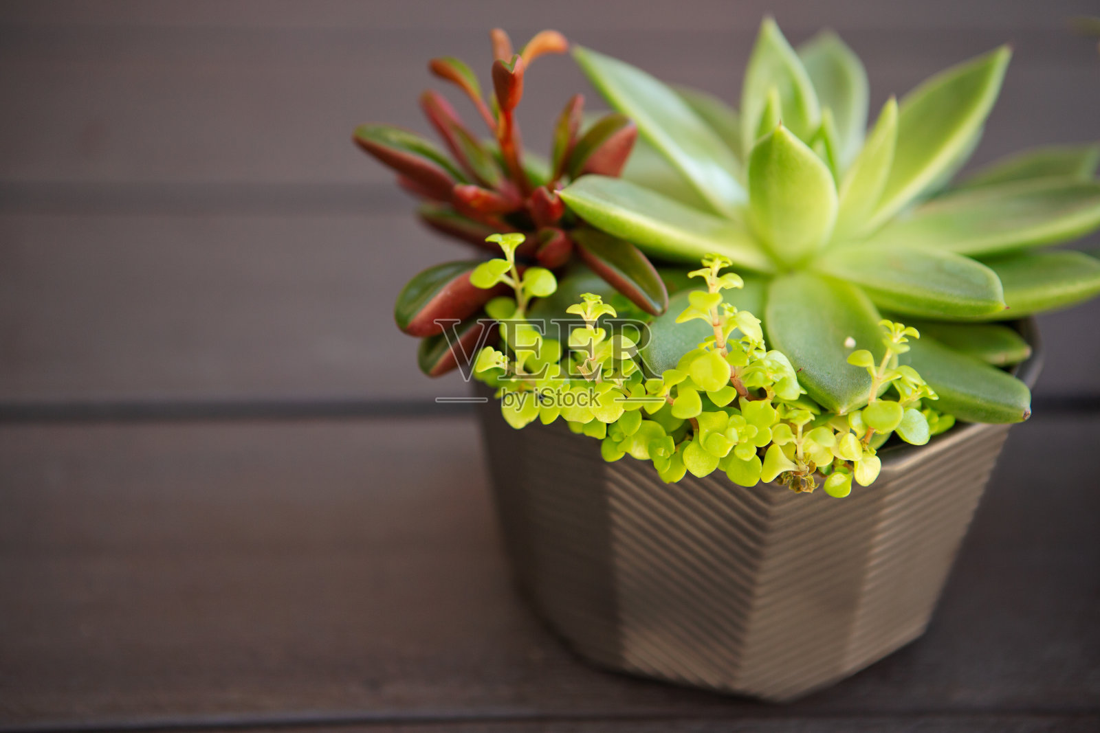 多肉盆栽植物照片摄影图片