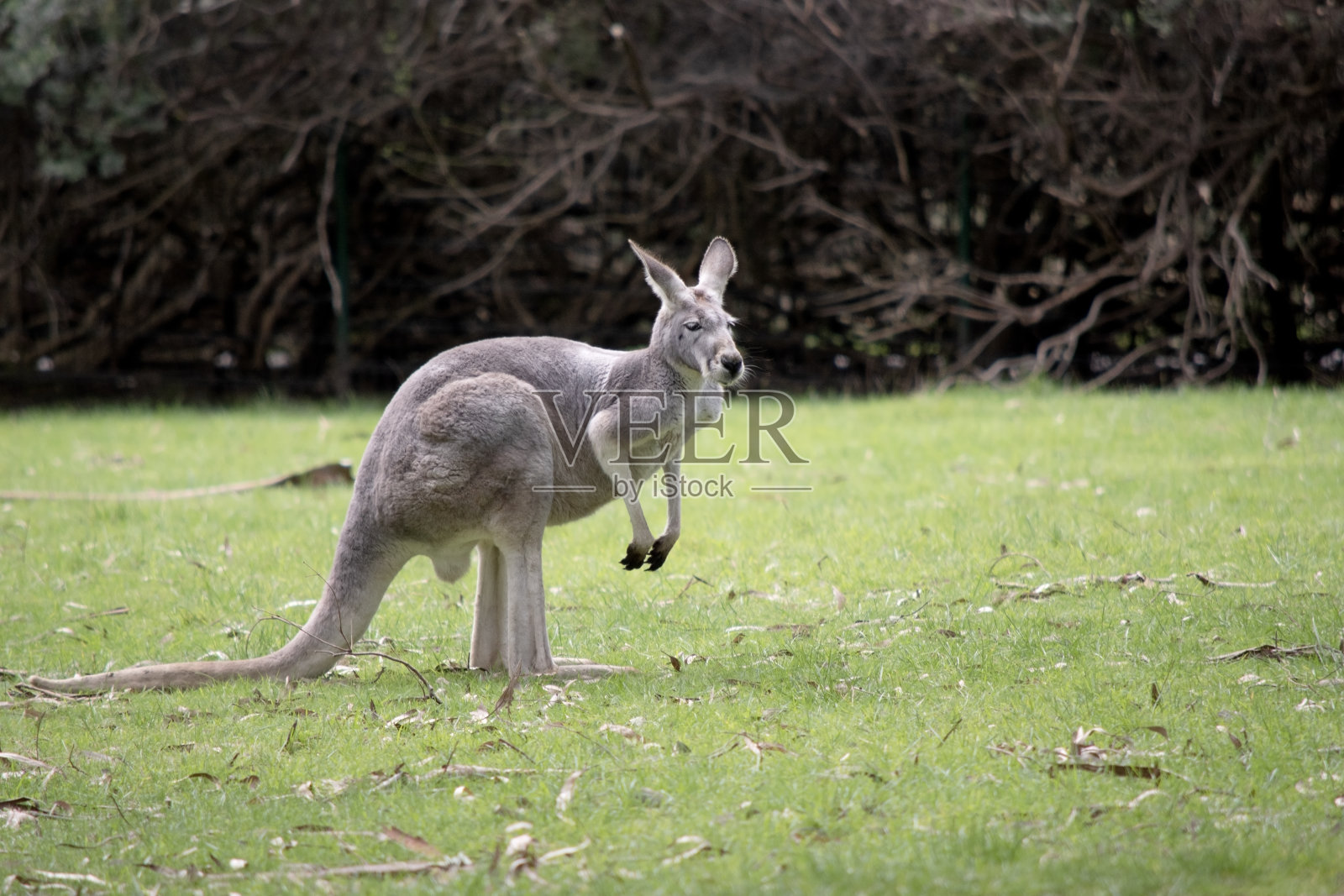 这是一只年轻雄性红袋鼠的侧视图照片摄影图片